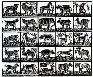 Collection of Animals