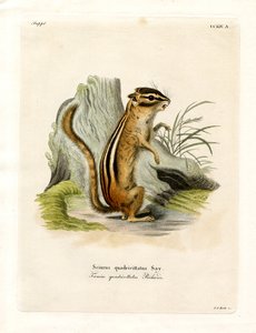 Colorado Chipmunk