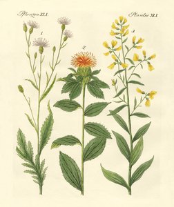 Colored Plants by German School