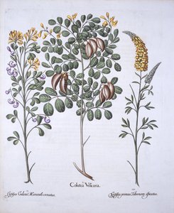 Colutea Tree and Cytisus Varieties, from Hortus Eystettensis by German School