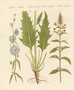 Commercial and Medical Plants