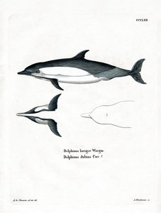 Common Dolphin by German School