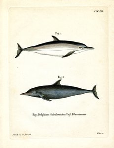 Common Dolphin by German School