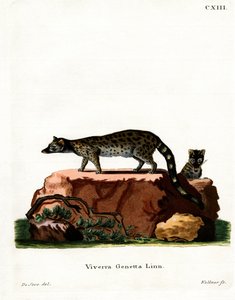 Common Genet by German School