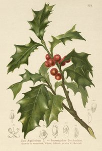 Common Holly by German School