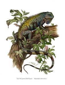 Common Iguana by German School