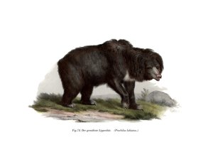 Common Indian Sloth Bear by German School