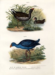 Common Moorhen by German School