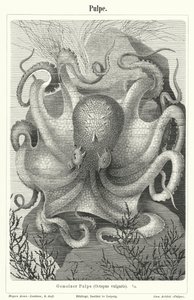Common octopus by German School