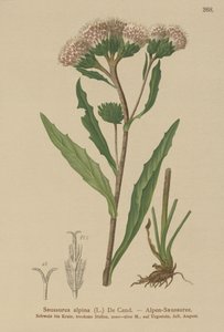 Common Saw-wort