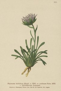 Confused Rampion by German School