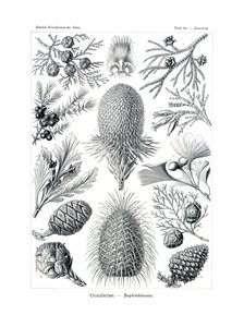 Coniferae by German School