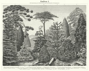 Coniferous trees