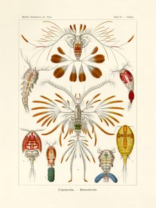 Copepoda by German School