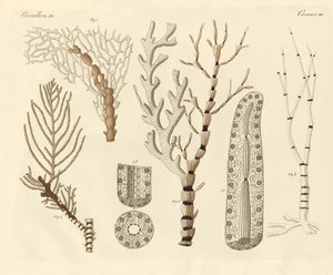 Coral Polyps by German School