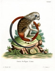 Cotton-top Tamarin