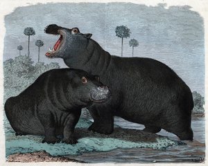 Couple of Hippopotamus. In 