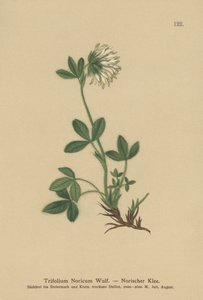 Cream Clover