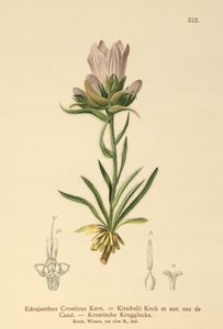 Croatian Grassy Bell by German School