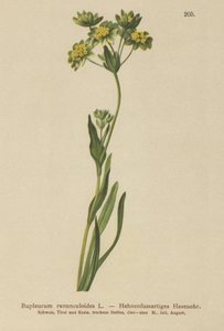 Crowfoot-Leaved Hare