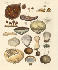 Cryptogram Plants by German School