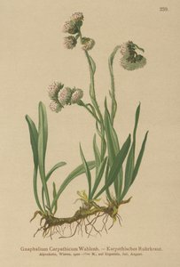 Cudweed