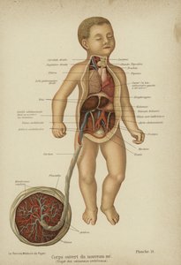 Cutaway diagram showing the internal organs of a newborn baby and its umbilical cord