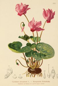 Cyclamen