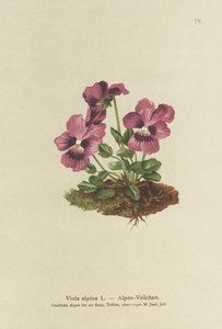 Cyclamen, Alpine Violet
