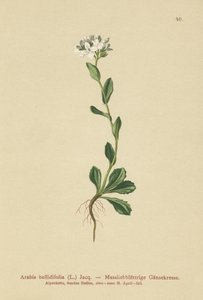 Daisyleaf Rock-cress by German School