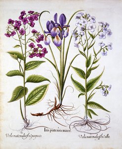Dames Violet and a Field Iris, from Hortus Eystettensis
