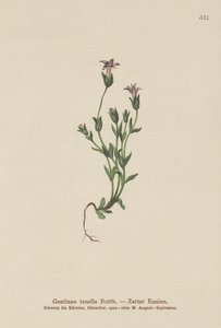 Danes Dwarf Gentian by German School