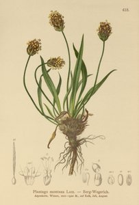 Dark Plantain