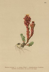 Dark Stonecrop by German School