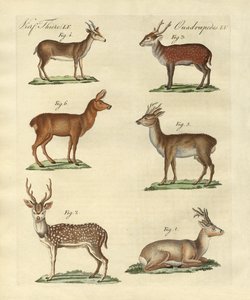 Deers and Fawns by German School