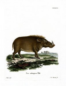 Desert Warthog by German School