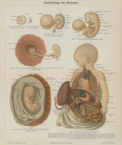 Development of a human foetus