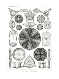 Diatomea, 1899-1904