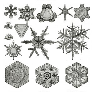 Different forms of snowflakes by German School