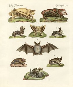 Different kinds of bats