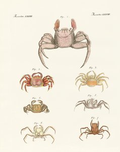 Different Kinds of Crabs