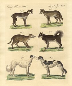 Different kinds of dogs by German School