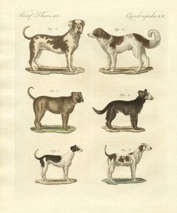 Different Kinds of Dogs