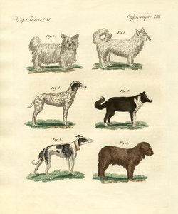 Different Kinds of Dogs