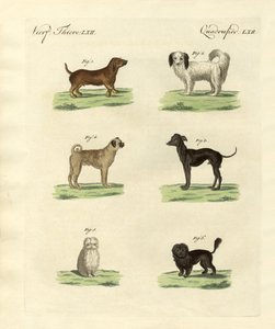 Different Kinds of Dogs