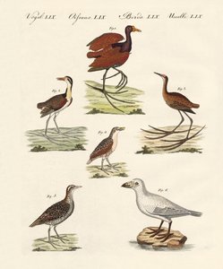 Different Kinds of Marsh-Birds