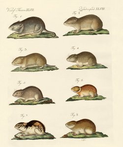 Different Kinds of Mice by German School