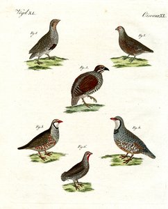 Different Kinds of Partridges by German School