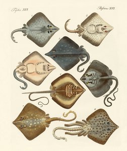 Different Kinds of Rays