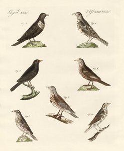 Different Kinds of Thrushes